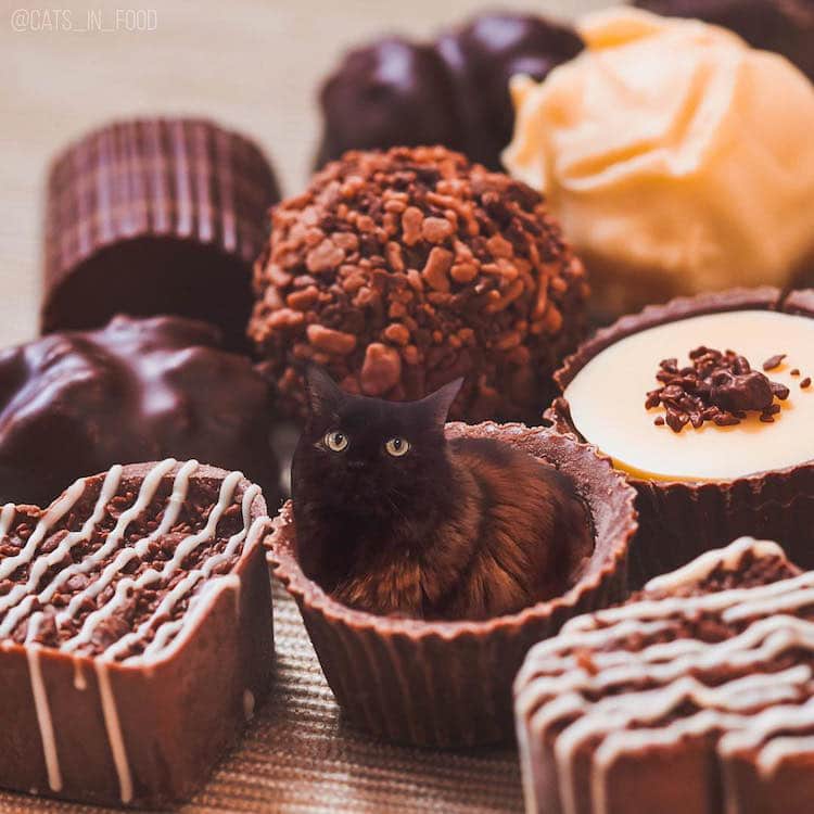 cats-in-food-2.jpg