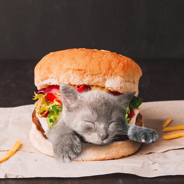 Funny Cat Photos Cats in Food by Ksenia