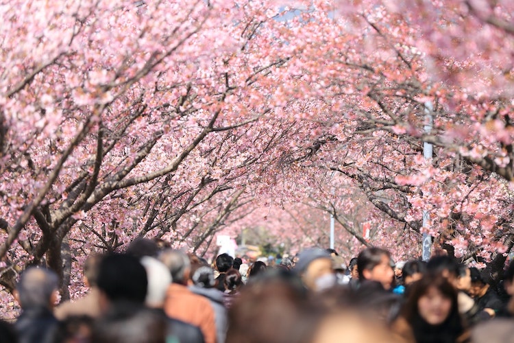 Sakura Symbolism What Is The Cherry Blossom s Meaning In Japan 