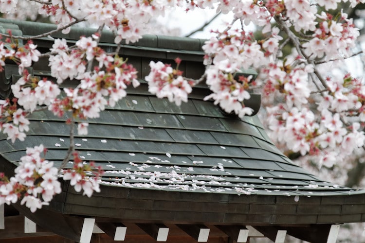 Cherry Blossom Meaning Cherry Blossom Symbolism Cherry Blossom Festival Hanami