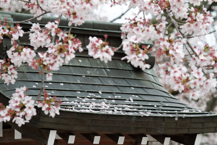 Cherry Blossom Meaning and Symbolism