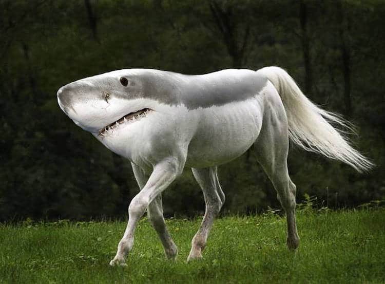 22 Photoshopped Hybrid Animals That Are Too Cool For Reality AsViral