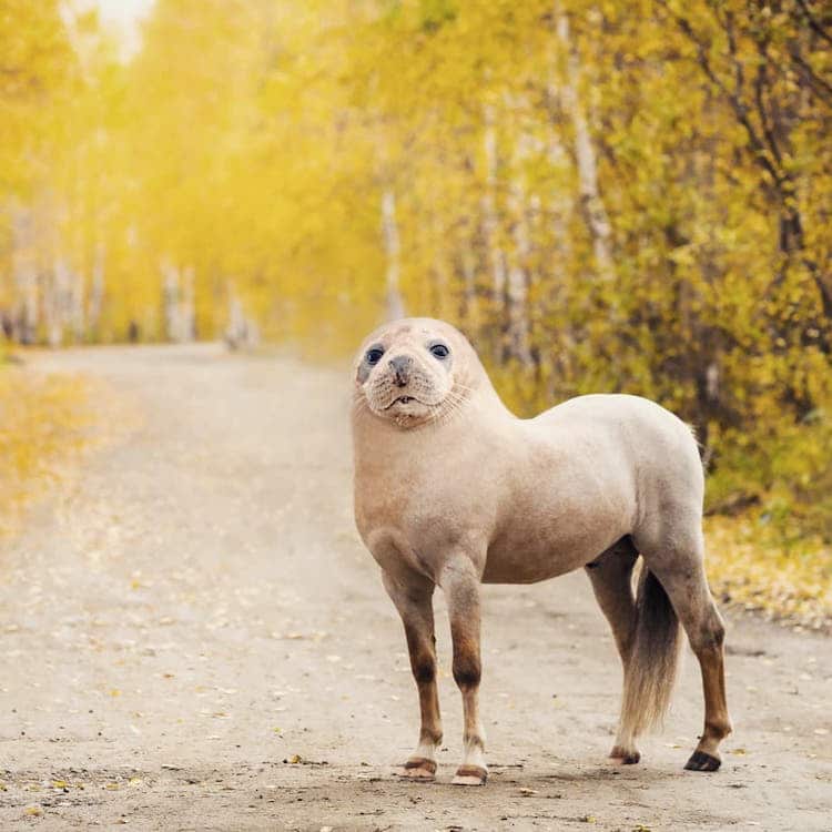 weird photoshop pictures of animals