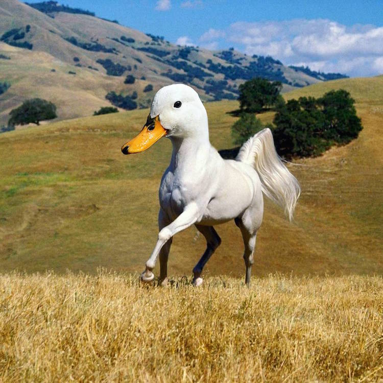 two animals combined photoshop