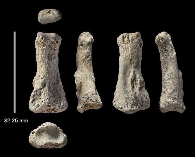 Human Finger Fossil Discovered in Saudi Arabia