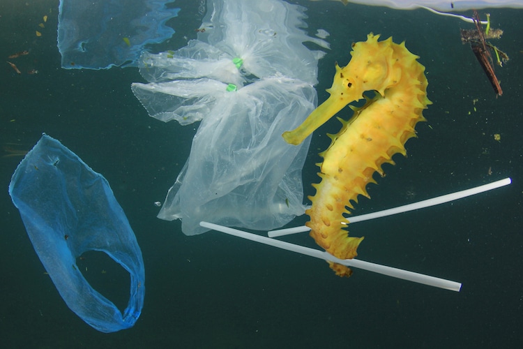 UK Single Use Plastic Ban