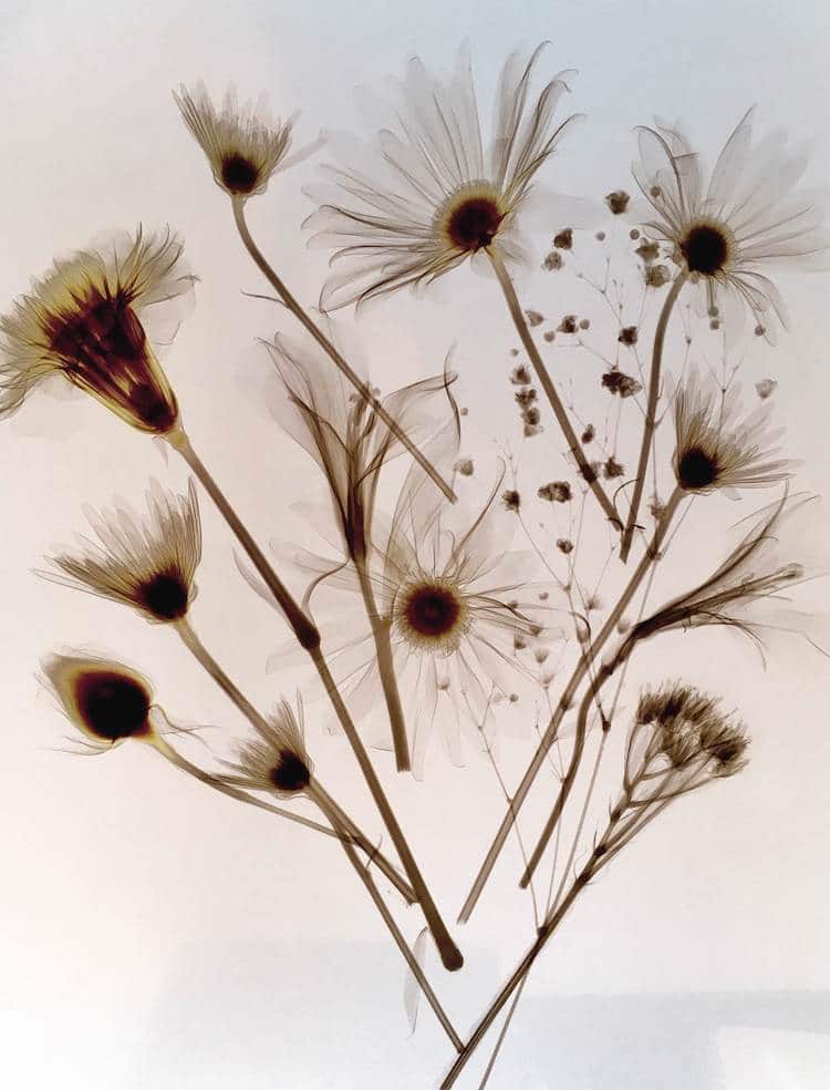 X Ray Flower Photography Reveals Delicate Anatomy Of Beautiful Blooms