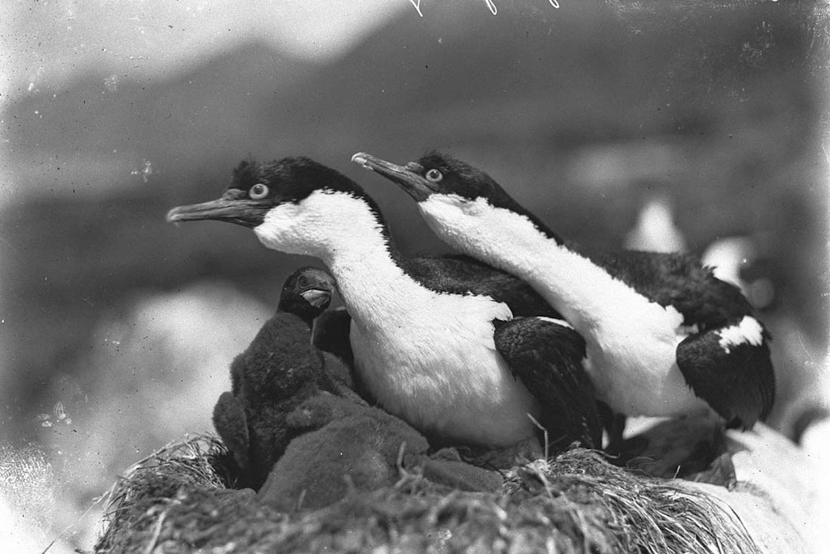 Australasian Antarctic Expedition