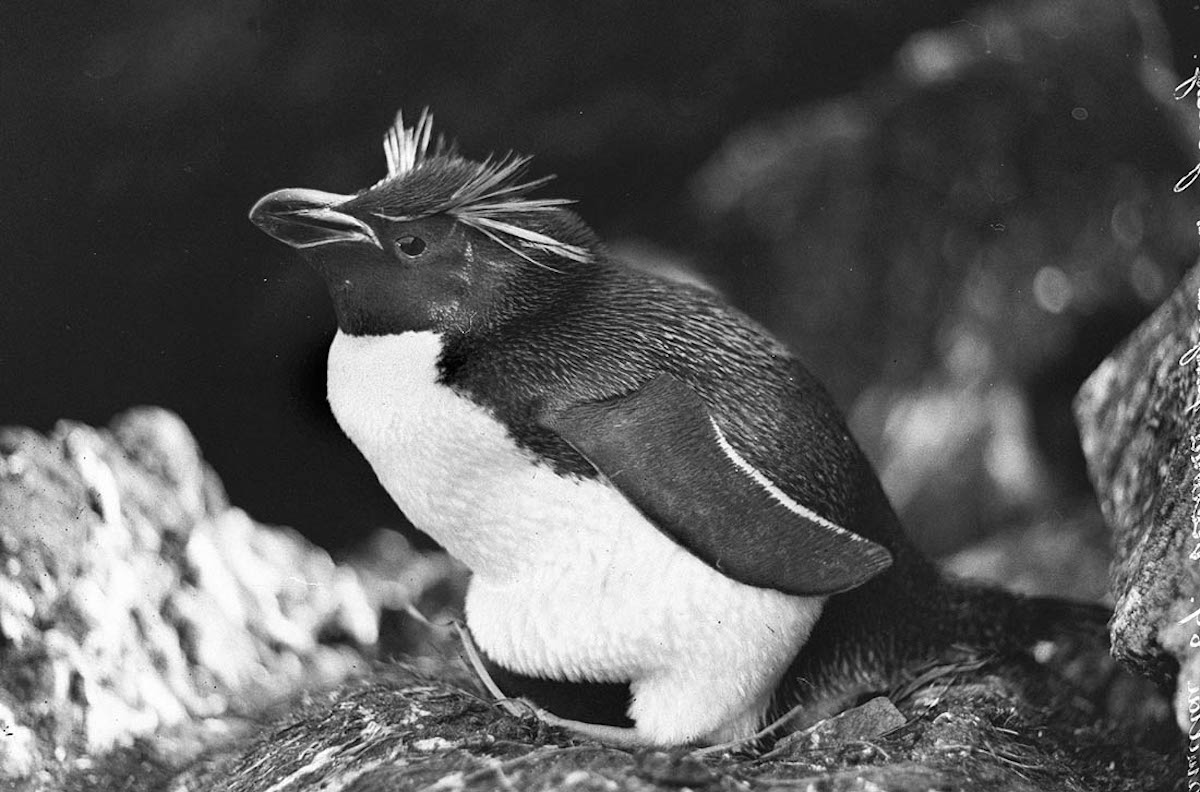 Хохлатый толстоклювый Пингвин