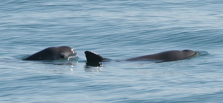 Meet The Stunning Vaquita - The Rarest Animal In The World With Only 10 In  Existence - Kingdoms TV