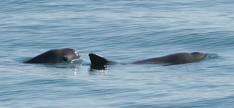 Vaquita Extinction