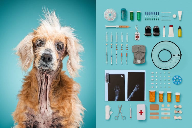 A Dog’s Life Dog Portraits by Alicia Rius