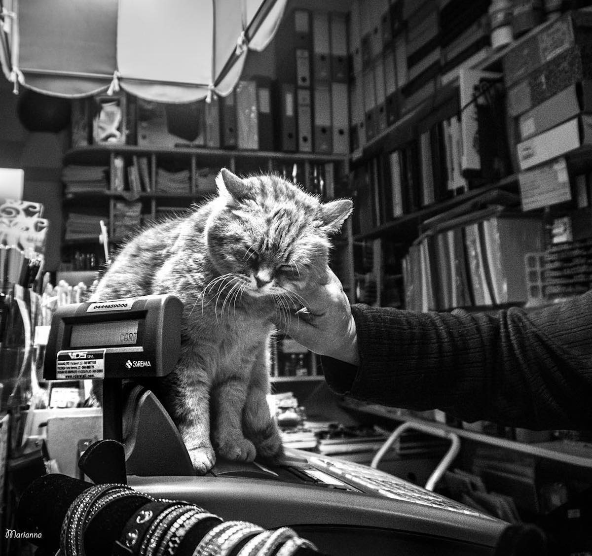 Cat Photography by Marianna Zampieri