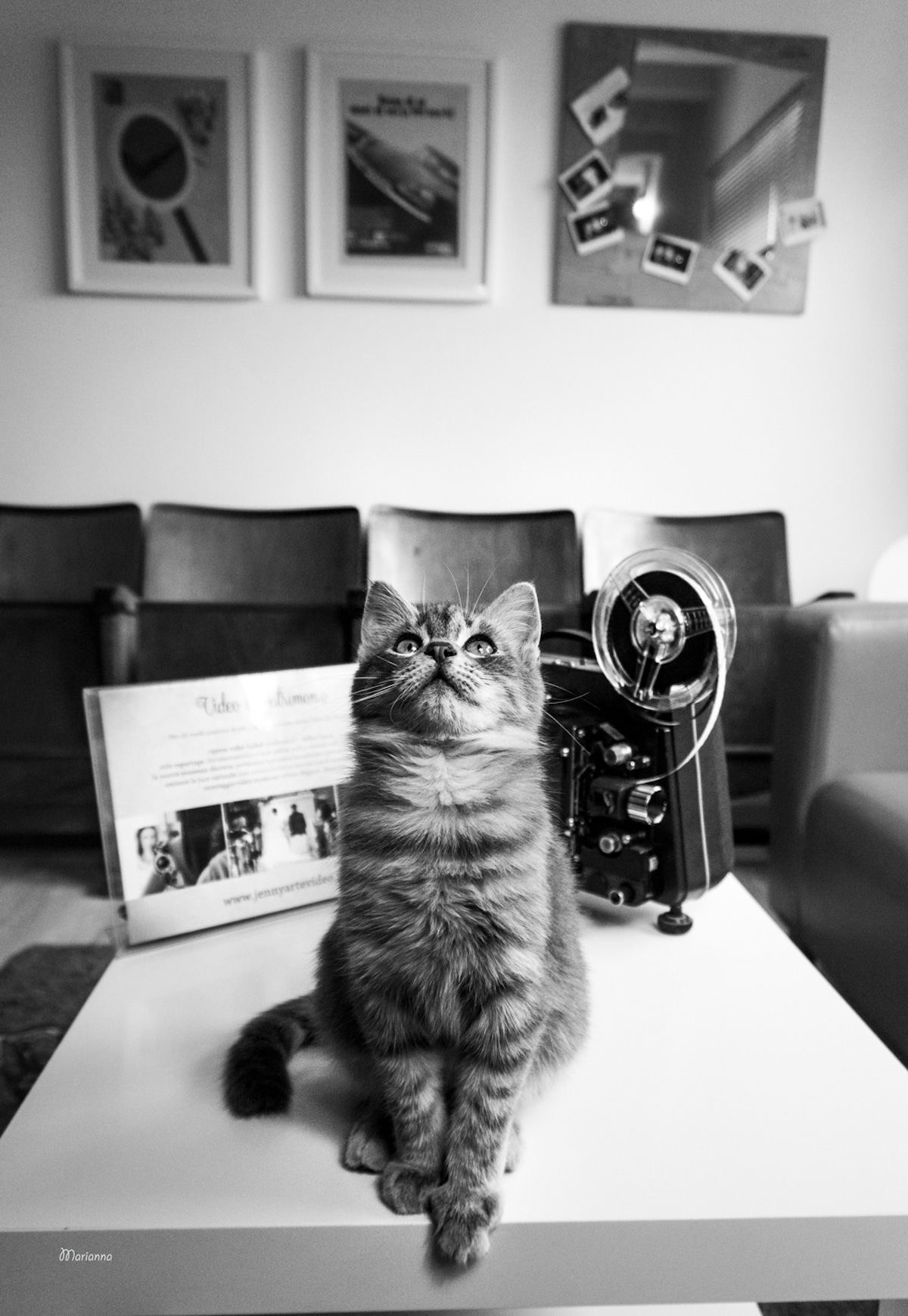 Cats at Work Cat Photography Marianna Zampieri