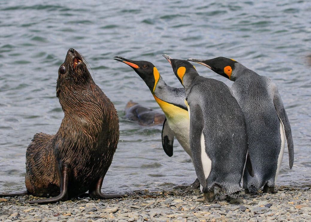 Comedy Wildlife Photography Awards Mid-Way Entries