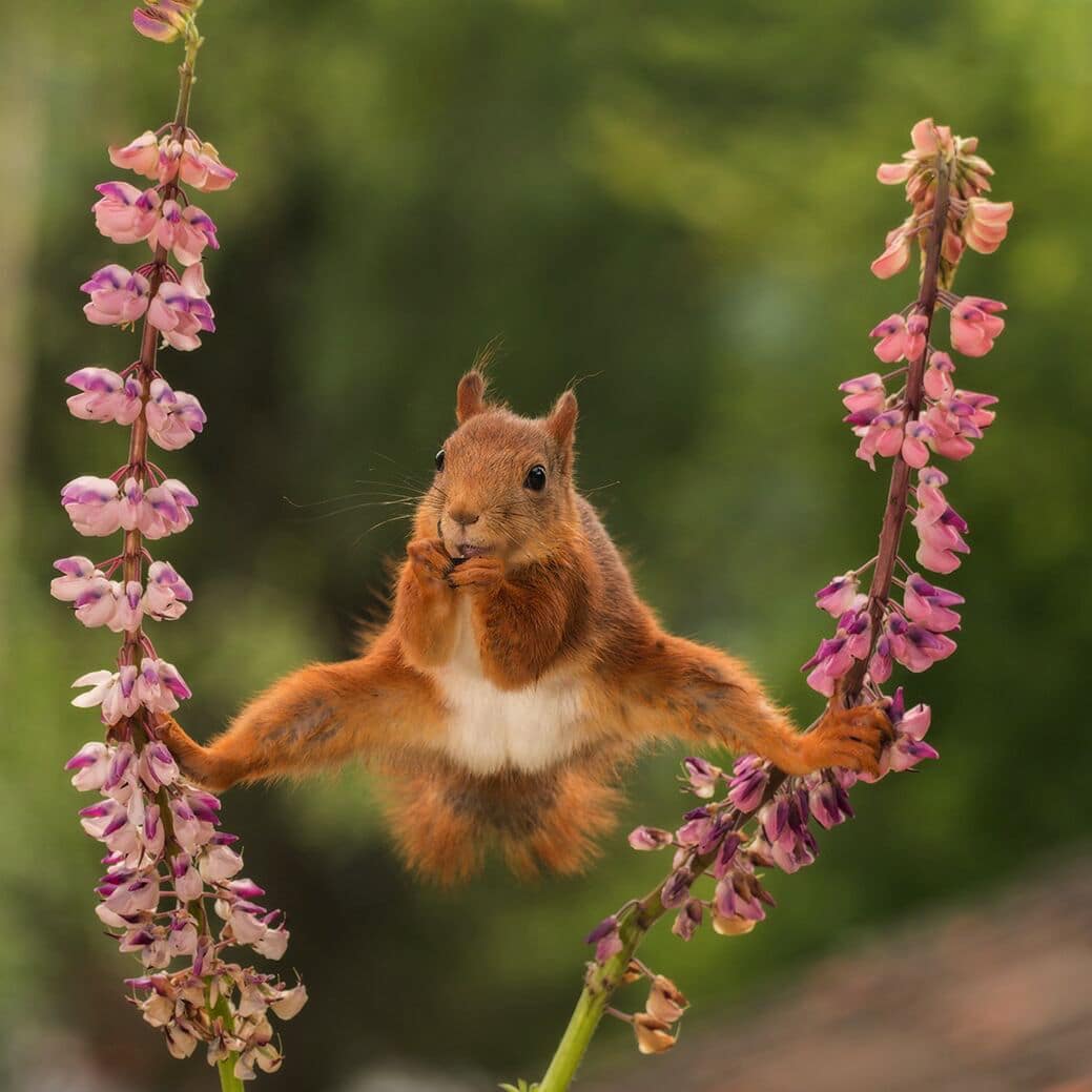 Comedy Wildlife Photography Awards Mid-Way Entries
