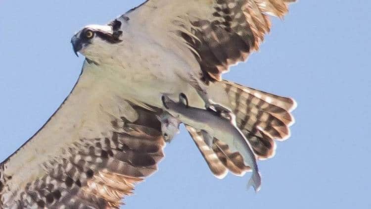 Photographie d'oiseau balbuzard pêcheur par Doc Jon