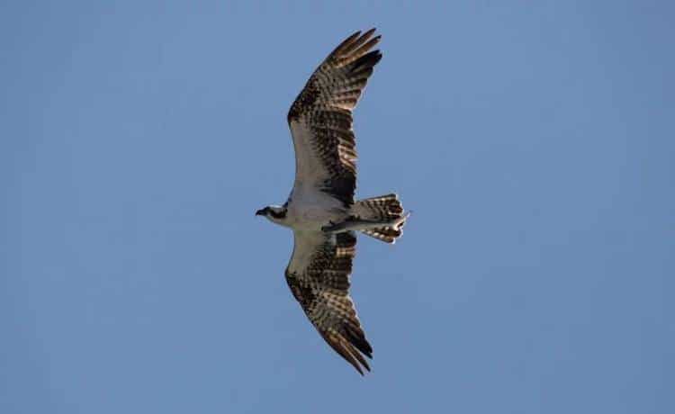 Osprey Bird Photography by Doc Jon
