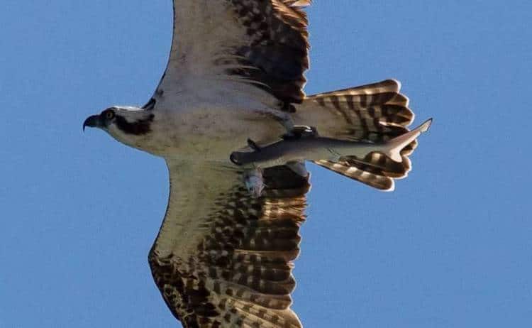 Osprey Bird Photography by Doc Jon