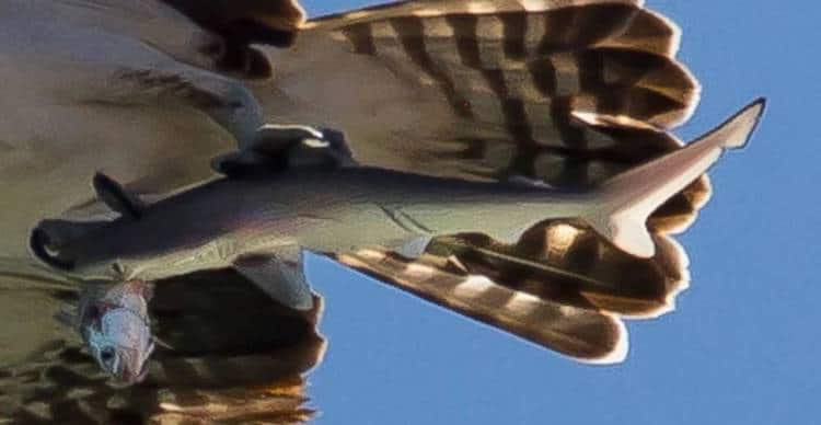 Photographie d'oiseau balbuzard pêcheur par Doc Jon