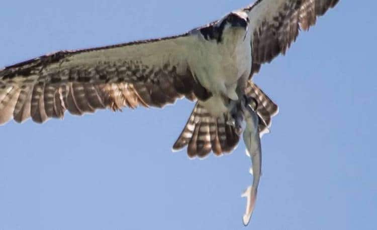 Osprey Carrying a Shark Carrying a Fish by Doc Jon