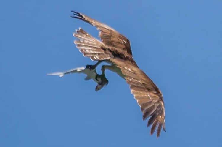 Photographie d'oiseau balbuzard pêcheur par Doc Jonn