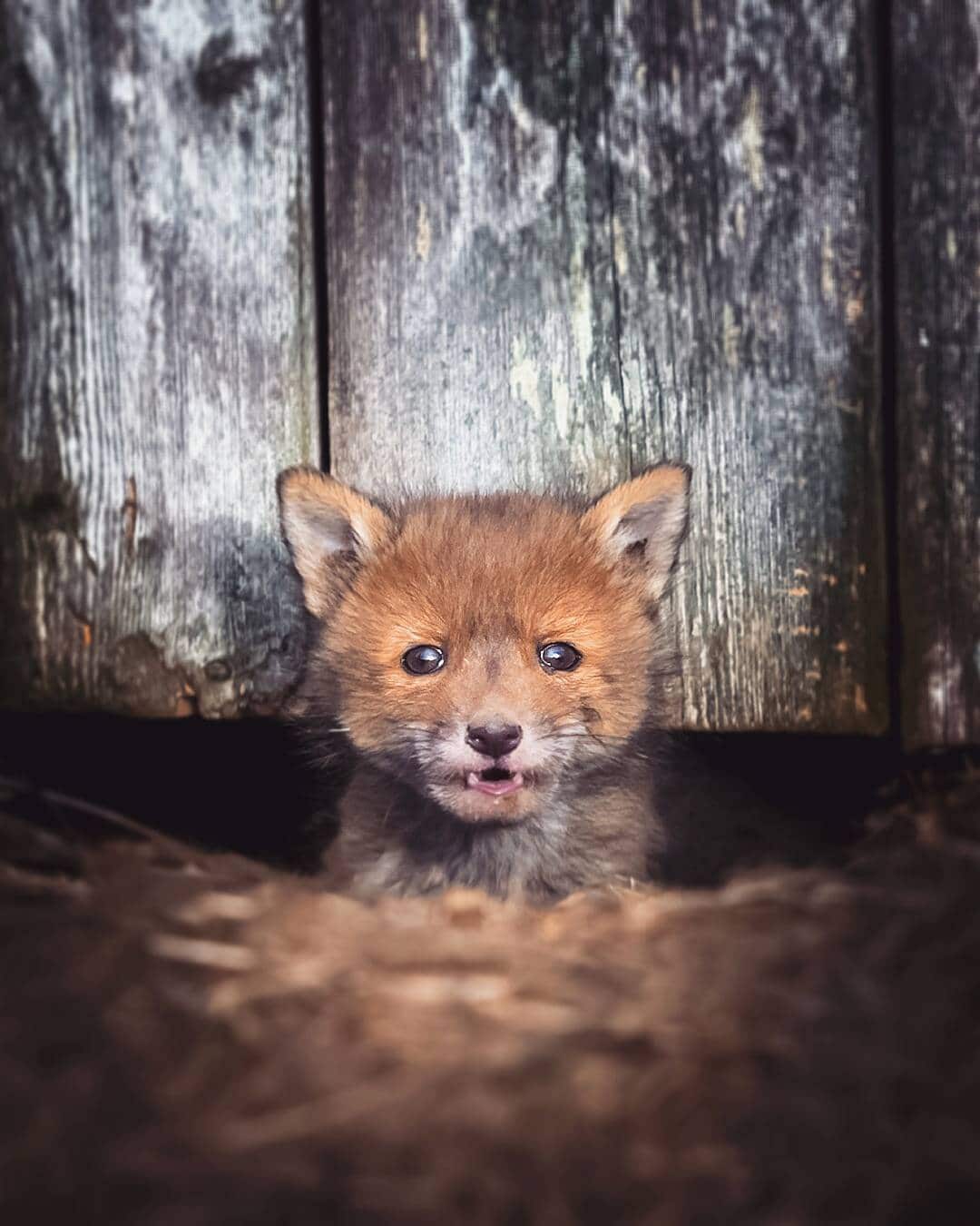 Fox Portrait Fox Photos Ossi Saarinen