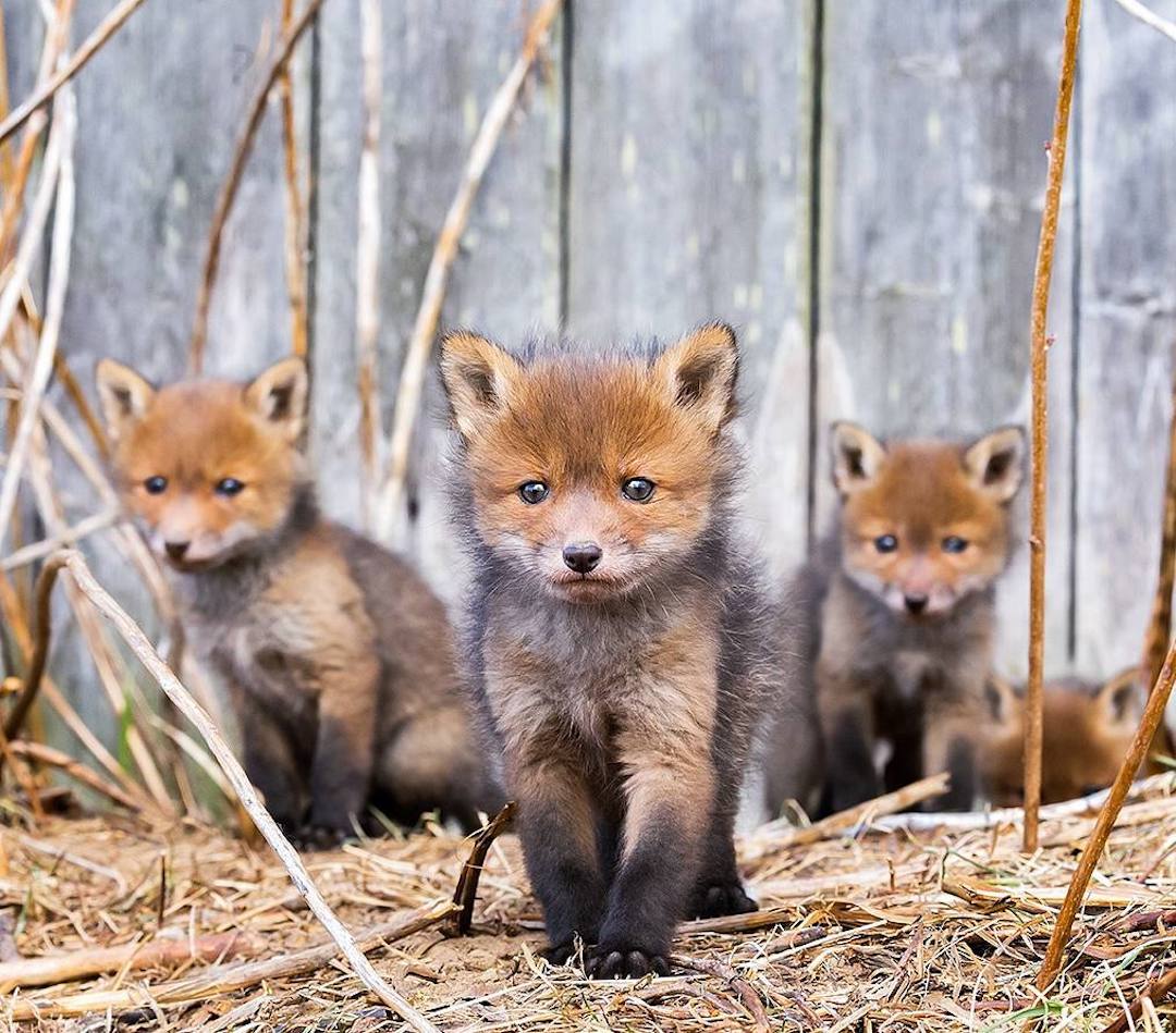 Fox Portrait Fox Photos Ossi Saarinen