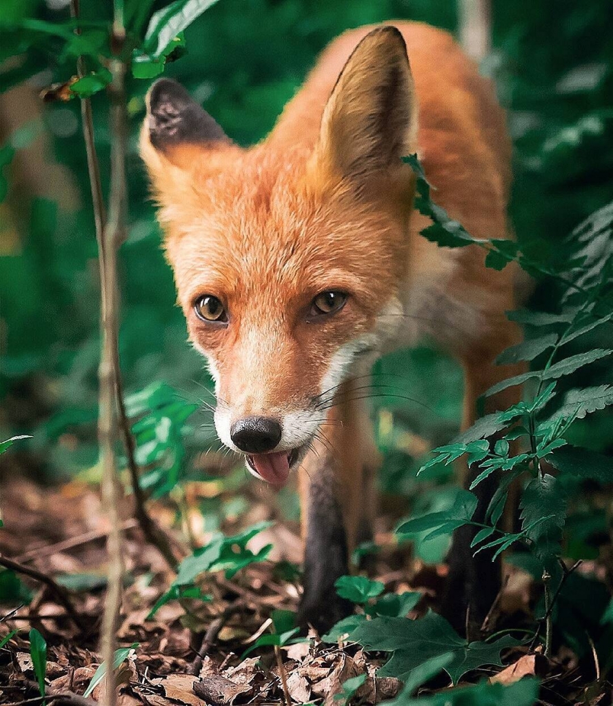 Fox Photos Capture the Diverse Personalities of the Wild Animals