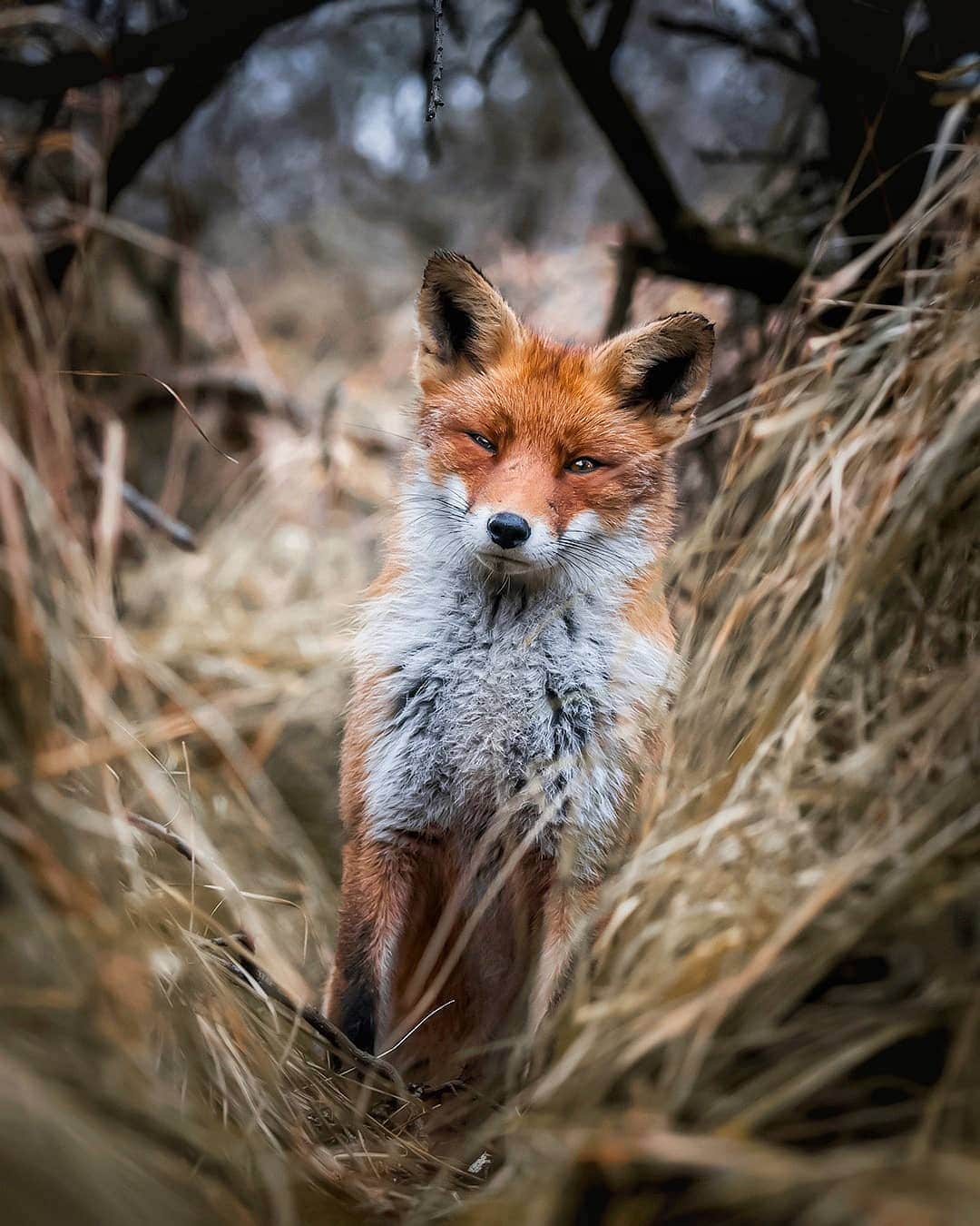 red fox met art