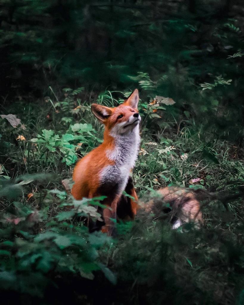 Fox Photos Capture the Diverse Personalities of the Wild Animals