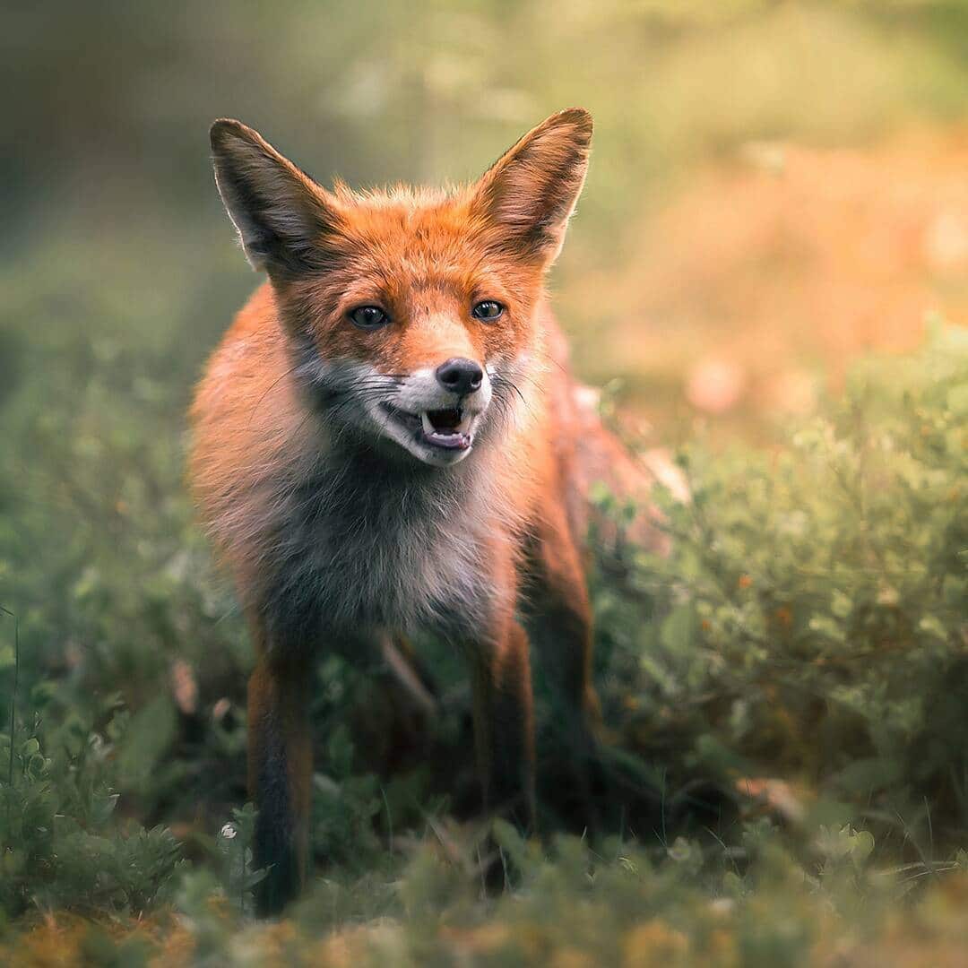 Fox Portrait Fox Photos Ossi Saarinen