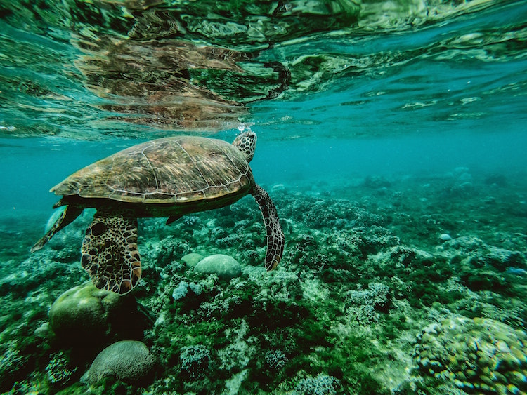 Great Barrier Reef Fund