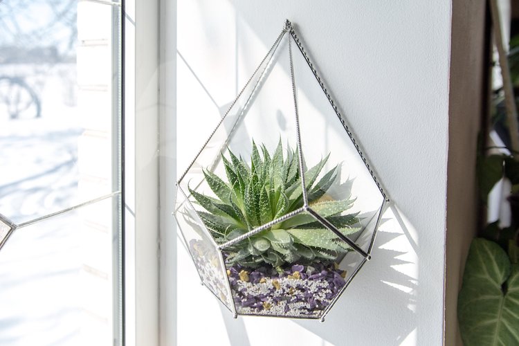 Succulent Wall Hanging