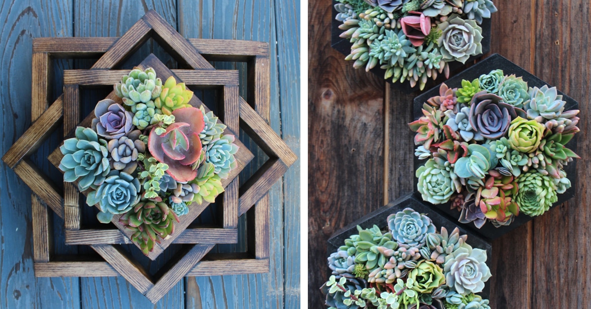 Hanging succulents makes creating a vertical garden easier than ever