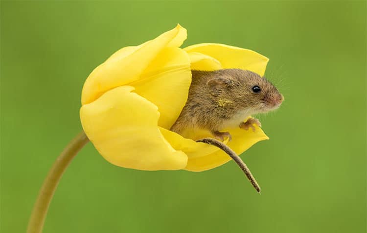 Macro Photography Harvest Mice in Tulips by Miles Herbert