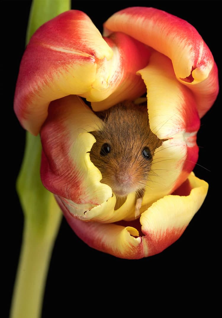 Macro Photography Harvest Mice in Tulips by Miles Herbert