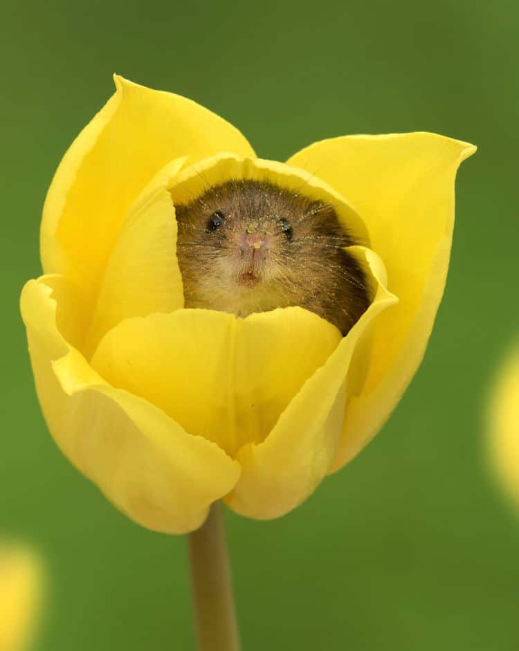 Macro Photography Harvest Mice in Tulips by Miles Herbert