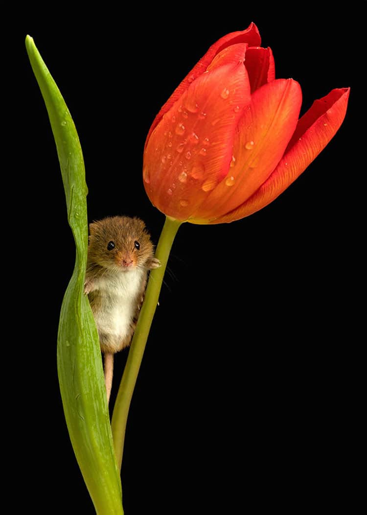 Macro Photography Harvest Mice in Tulips by Miles Herbert