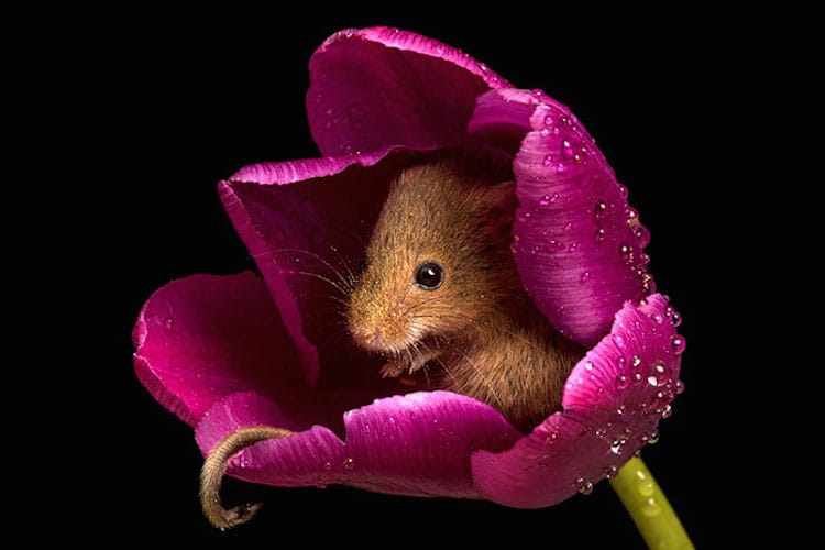 Macro Photography Harvest Mice in Tulips by Miles Herbert