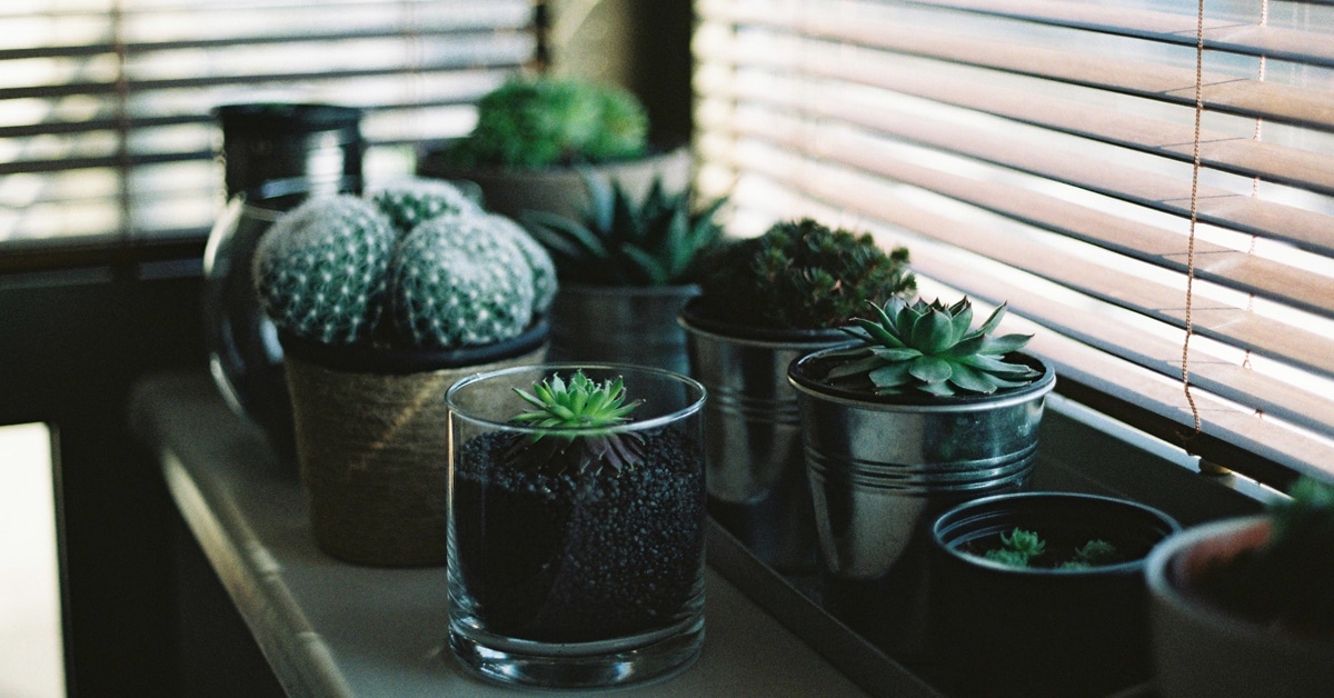 8 Online Plant Shops That'll Deliver All Types of Greens to Your Door