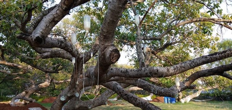 Pillalamarri Banyan Tree Conservation
