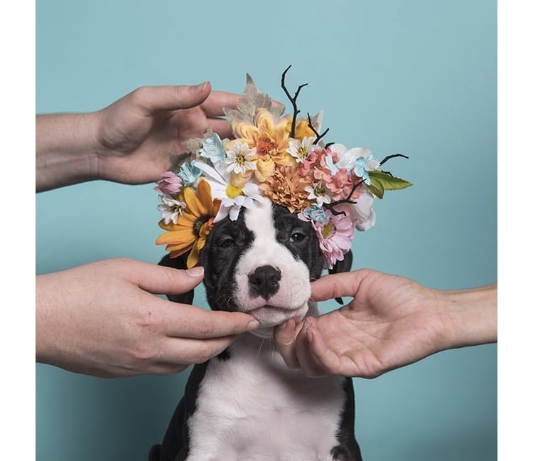 Pit Bull Flower Power by Sophie Gamand