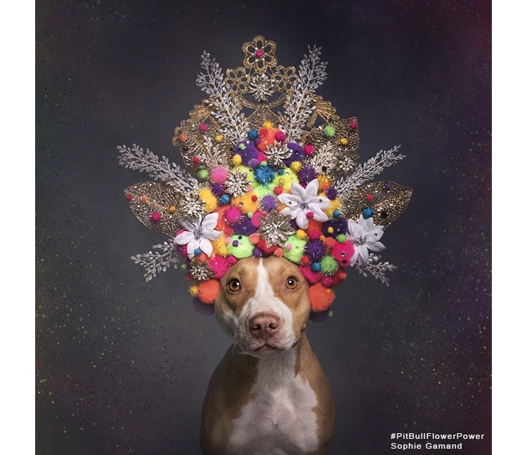 Pit Bull Flower Power by Sophie Gamand