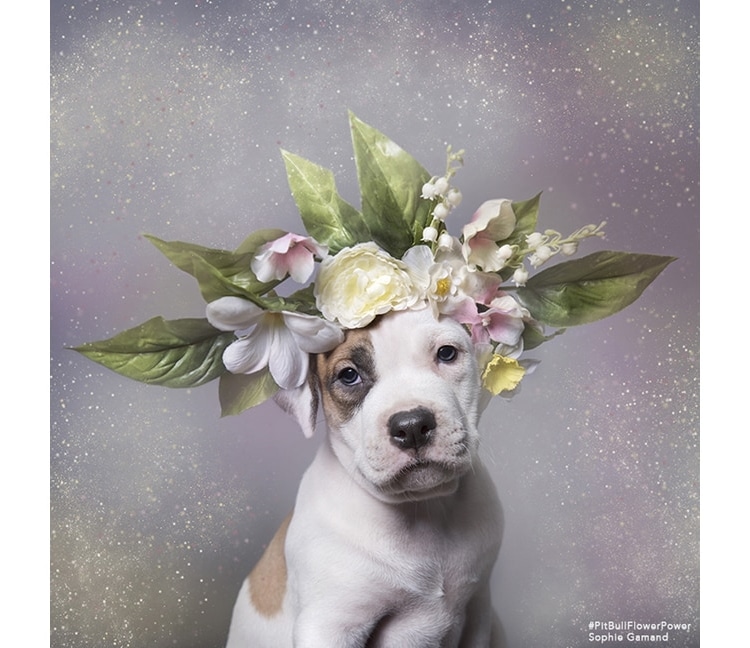 Pit Bull Flower Power by Sophie Gamand