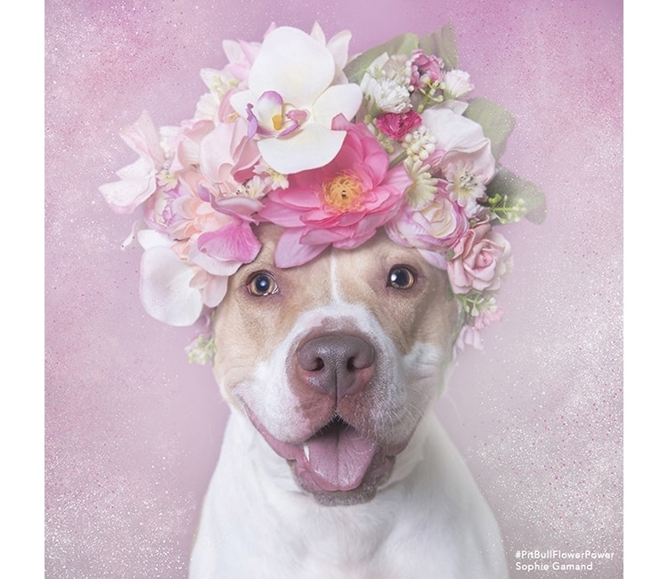 Pit Bull Flower Power by Sophie Gamand
