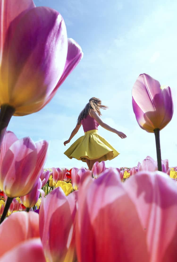 Tulip Season Netherlands by How Far From Home