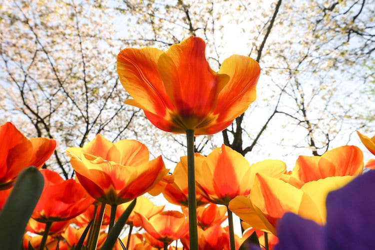 Tulip Season Netherlands by How Far From Home