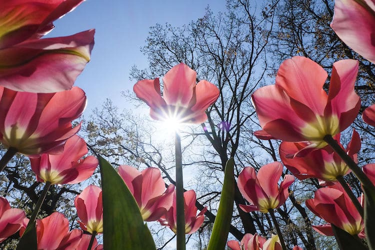 Tulip Season Netherlands by How Far From Home