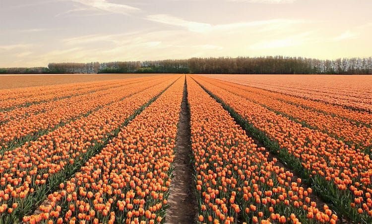 Tulip Season Netherlands by How Far From Home